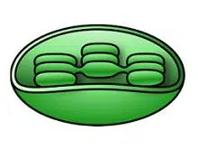 Chloroplast