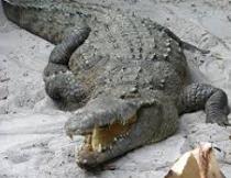 Crocodile