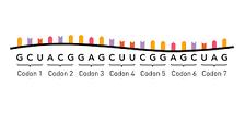 genetic code