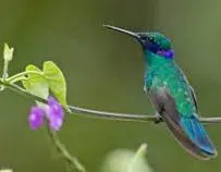 hummingbird