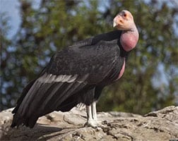 Condor