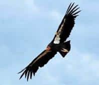 Condor