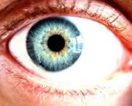 Cornea