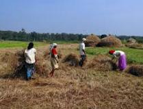 Harvest