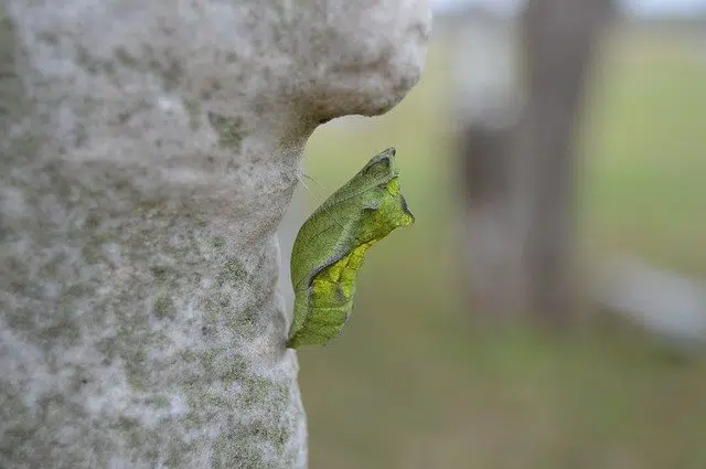 Pupa