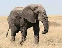 Elephant