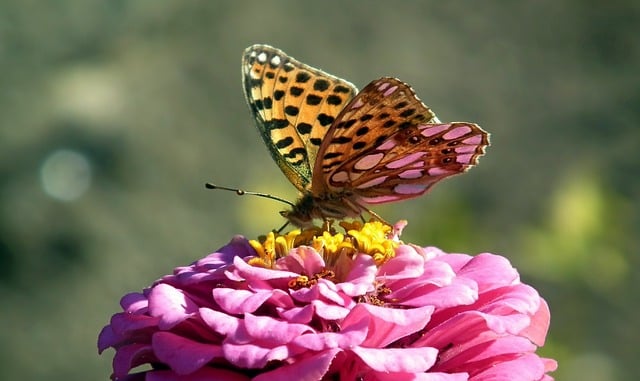 Ropaloceros Lepidoptera