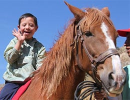 Equine therapy