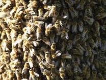 Swarm