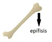 Epiphysis