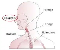 Epiglottis