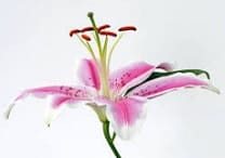 Stamen