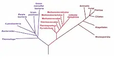 Phylogeny