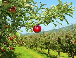 fruit growing