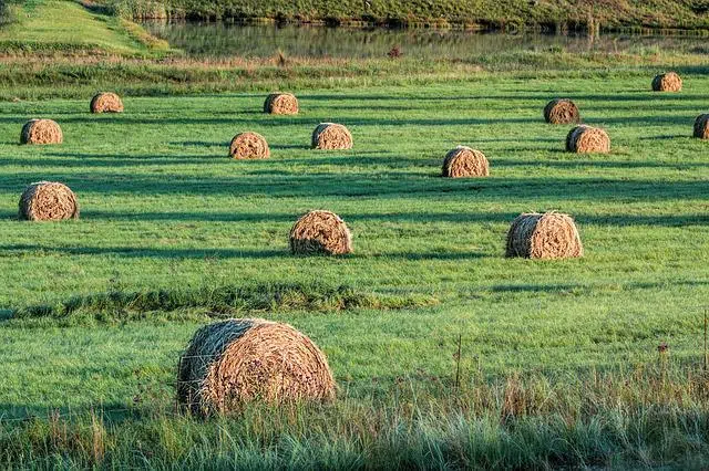 livestock feed