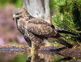 Hawk