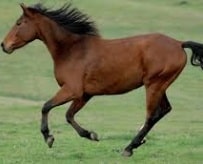 Gallop