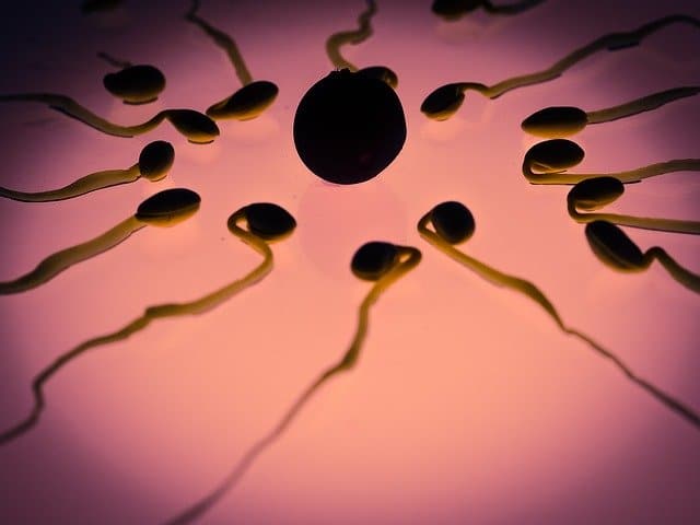 sex cells