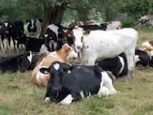 Cattle raising