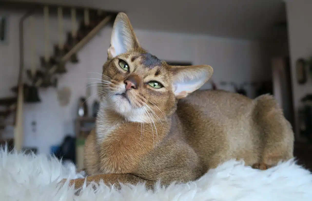 Abyssinian cat