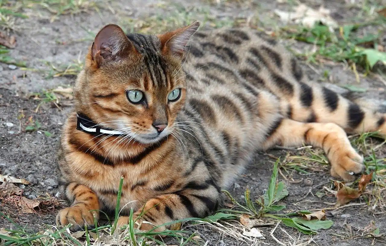 Bengal cat