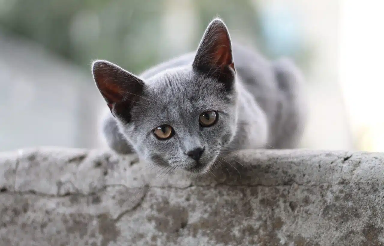 british shorthair cat