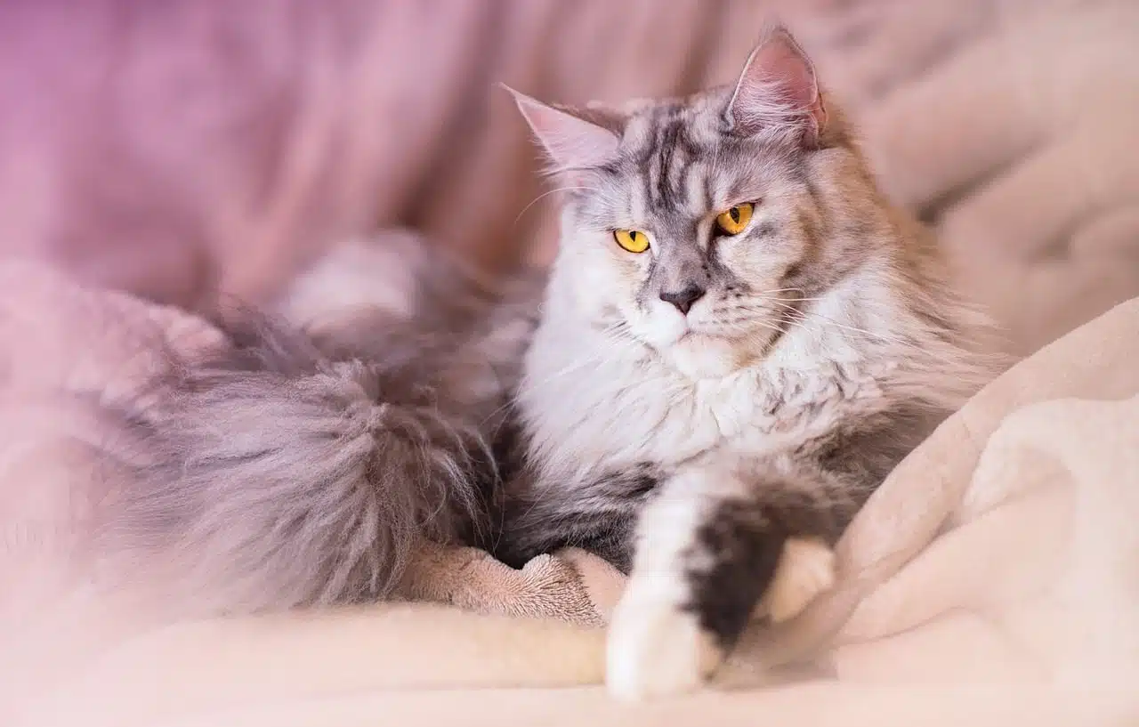 maine coon cat