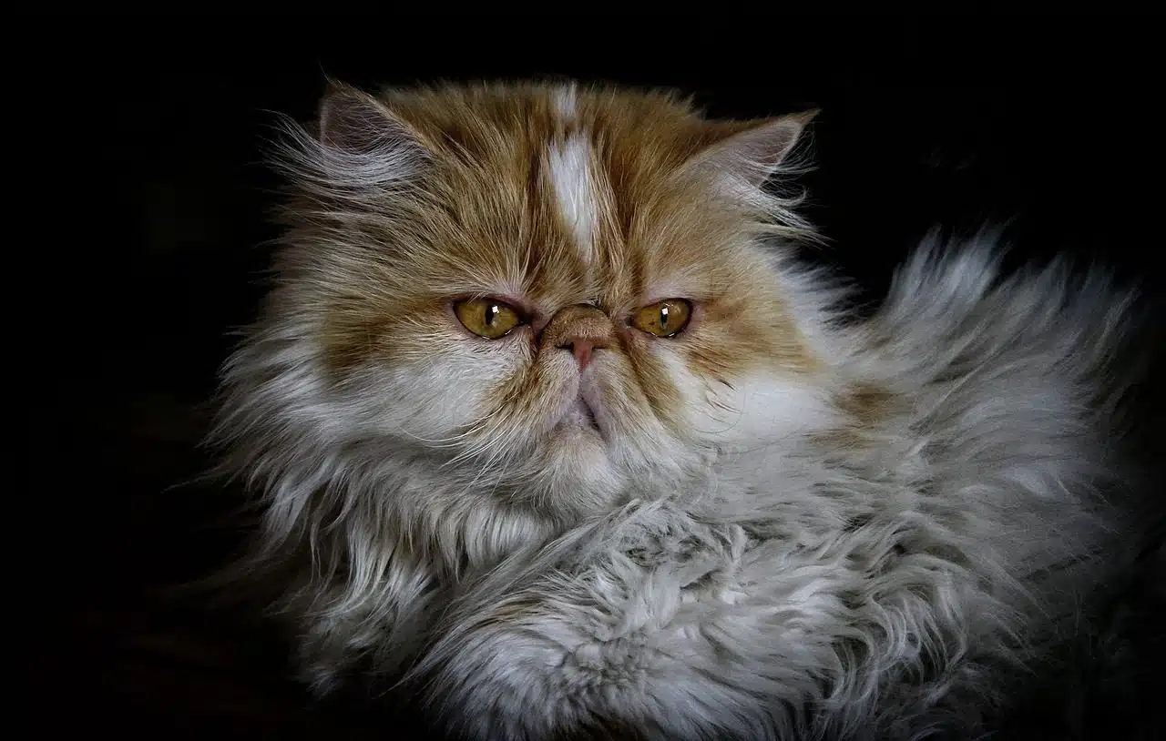 Persian cat