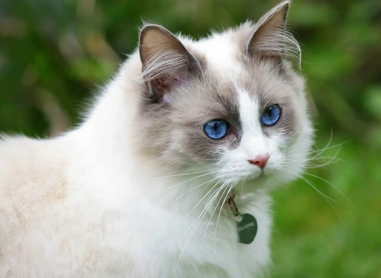 Ragdoll cat