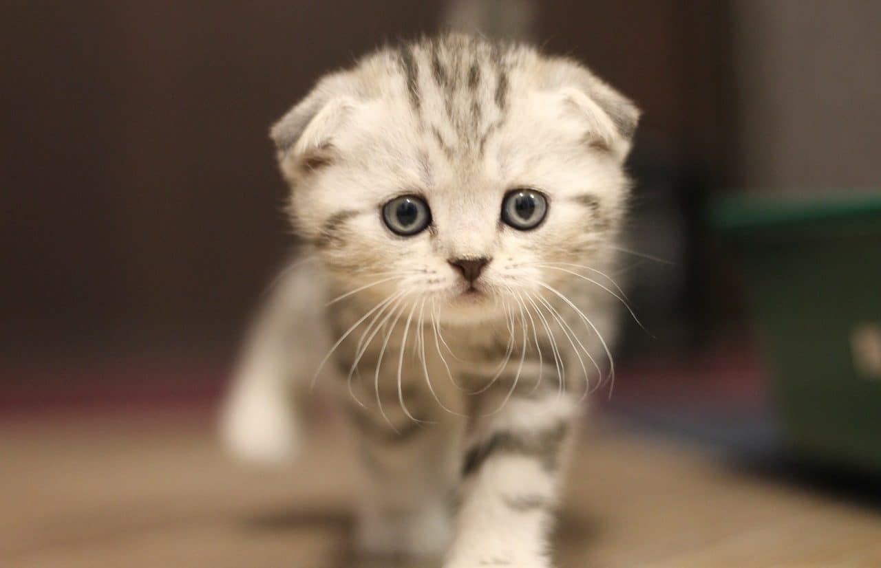 Scottish fold cat