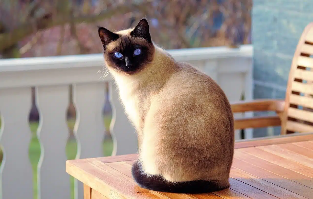 Siamese cat