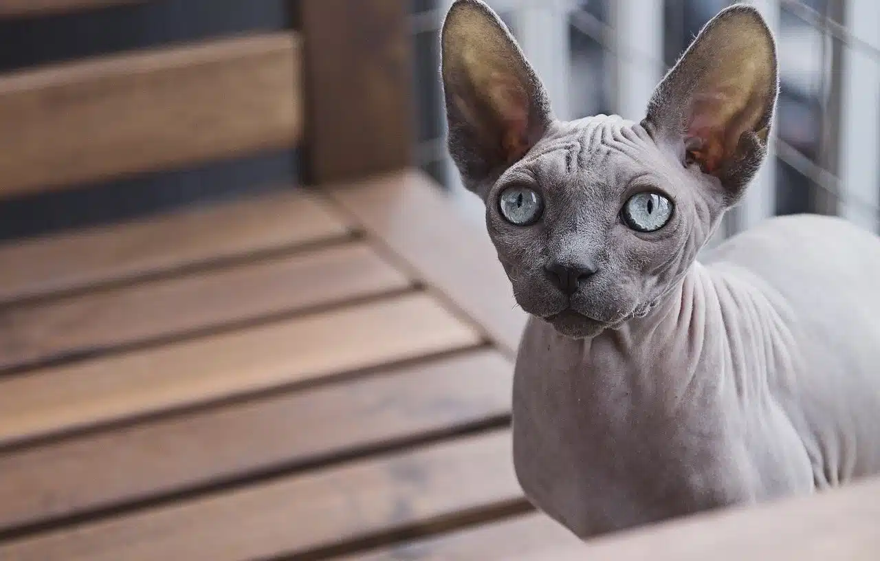 sphynx cat