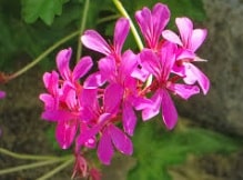 Geranium