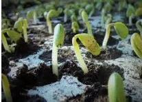 Germination