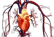 Hemodynamics