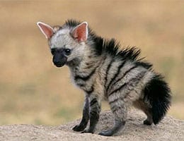 Hyena