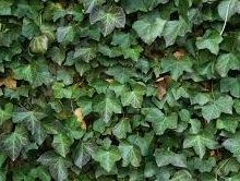 Ivy