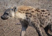 Hyena