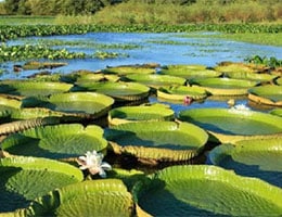 Wetlands