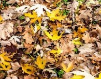 Leaf litter