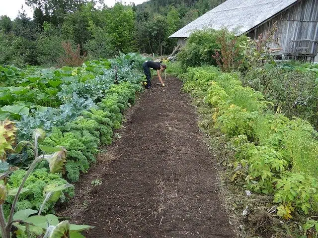 Vegetable patch