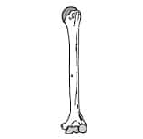 Humerus