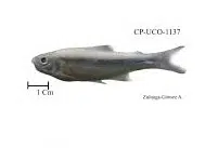 Ichthyology