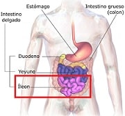 Ileum