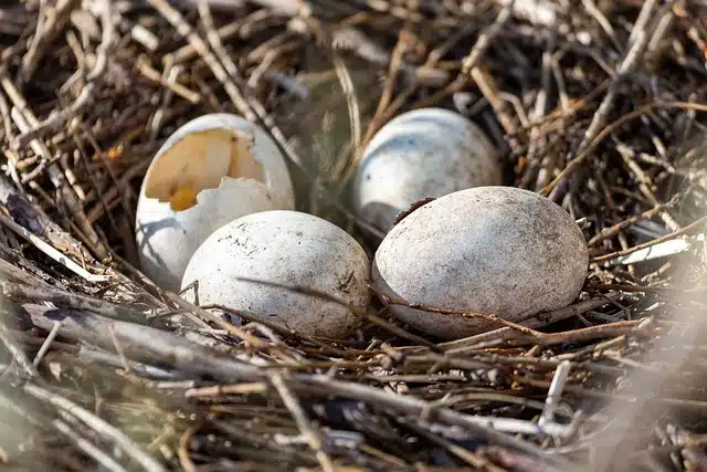 Eggs