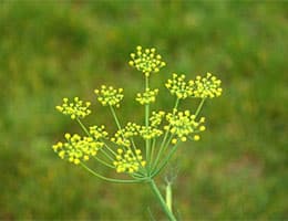 Inflorescence