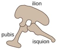 Ischium