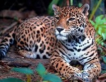 Jaguar