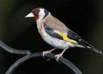 Goldfinch