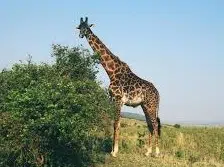 Giraffe